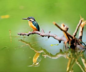 Kingfisher on the dead branch of the lake Stock Photo