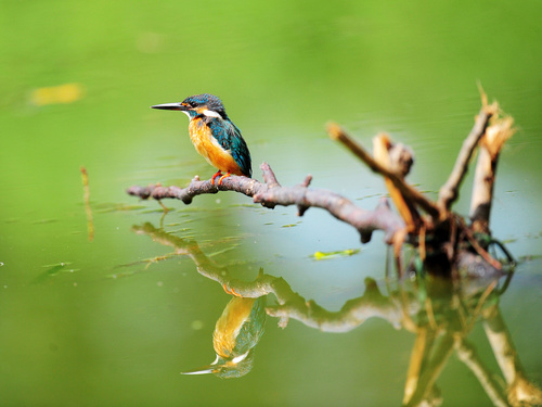 Kingfisher on the dead branch of the lake Stock Photo