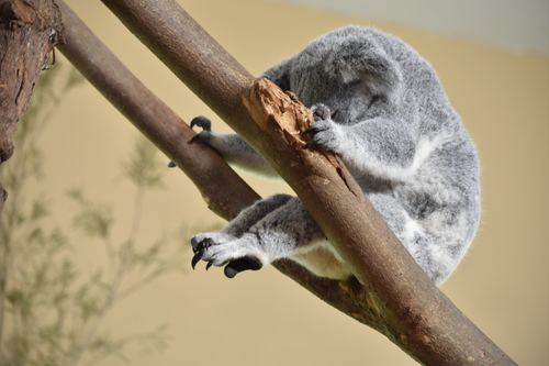 Koala sitting on the tree and sleeping Stock Photo