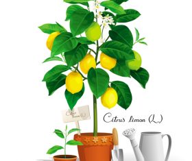Lemon tree vector illustration