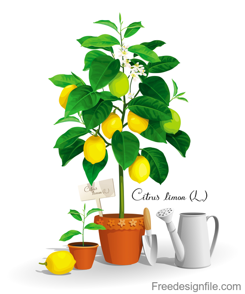 Lemon tree vector illustration