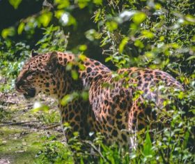 Leopard in the jungle Stock Photo