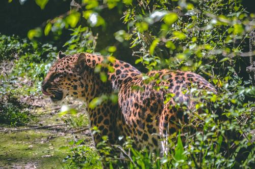 Leopard in the jungle Stock Photo
