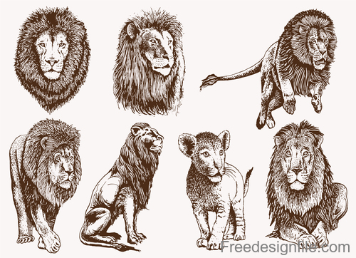 Lion skecth design vectors 01