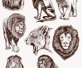 Lion skecth design vectors 02