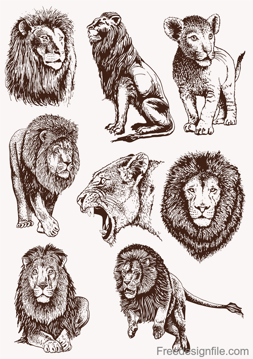 Lion skecth design vectors 02