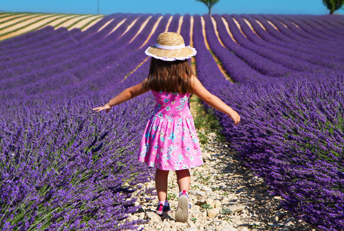 Little girl with lavender farmland Stock Photo