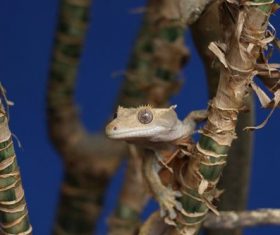 Lizard on a branch Stock Photo