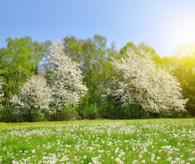 Lush woods and dandelions natural scenery Stock Photo