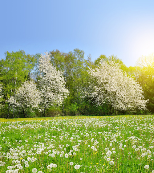 Lush woods and dandelions natural scenery Stock Photo