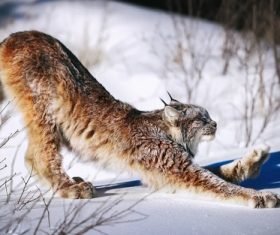 Lynx stretching on the snow Stock Photo