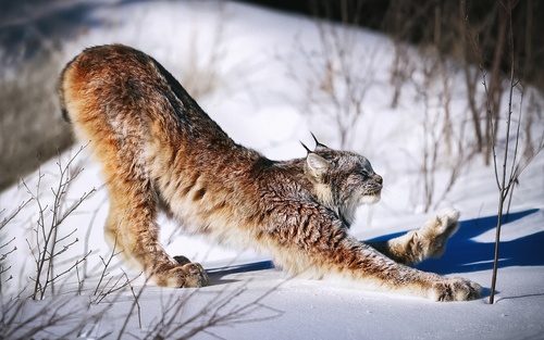 Lynx stretching on the snow Stock Photo
