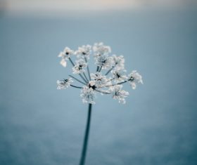 Macro Photograph Flowers Stock Photo