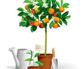 Mandarin tree vector illustration