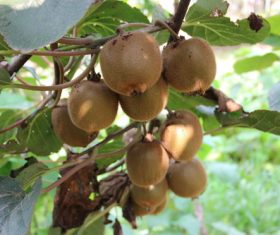 Mature Actinidia chinensis Planch on branch Stock Photo 02