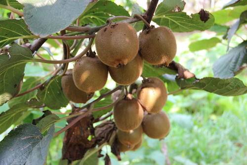 Mature Actinidia chinensis Planch on branch Stock Photo 02