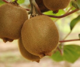 Mature Actinidia chinensis Planch on branch Stock Photo 03
