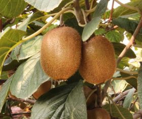 Mature Actinidia chinensis Planch on branch Stock Photo 04