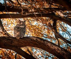 Owl standing on the tree Stock Photo