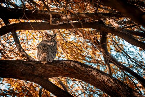 Owl standing on the tree Stock Photo