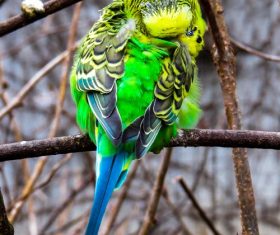 Parrot cleans feathers Stock Photo