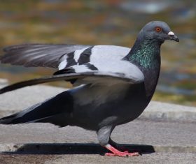 Pigeon flapping its wings Stock Photo