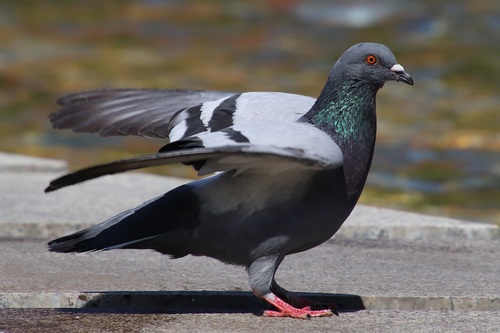 Pigeon flapping its wings Stock Photo