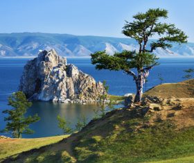 Wildflower trees in the distance mountains and sunny background 04 free ...