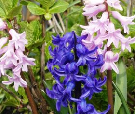 Pink and blue hyacinth flowers Stock Photo