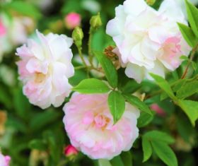 Powder white rose flower Stock Photo