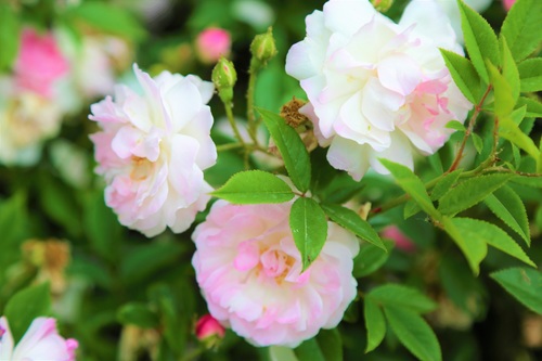 Powder white rose flower Stock Photo