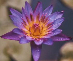 Purple water lily Stock Photo