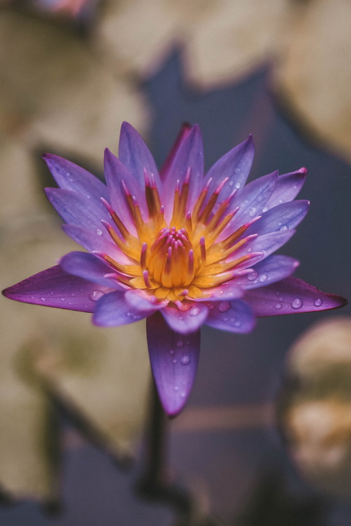 Purple water lily Stock Photo