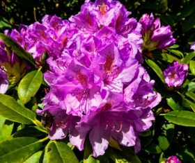 Rhododendron blossom Stock Photo