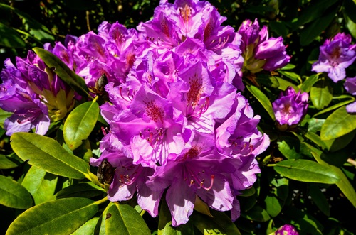 Rhododendron blossom Stock Photo