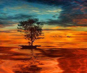 Solitary tree and sunset beautiful scenery Stock Photo