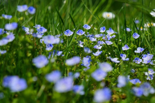 Spring blooming blue flowers Stock Photo