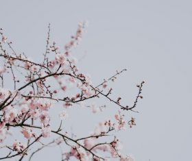 Spring plum blossom Stock Photo