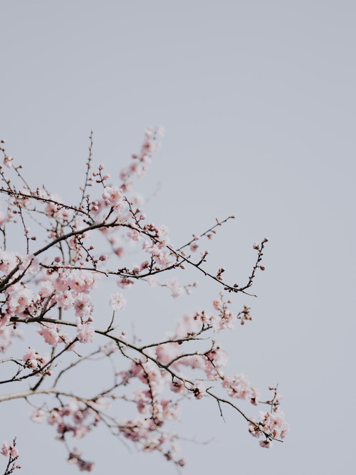 Spring plum blossom Stock Photo