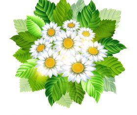 Spring white flower with green leaves vector
