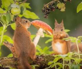 Squirrel looking for food Stock Photo 02