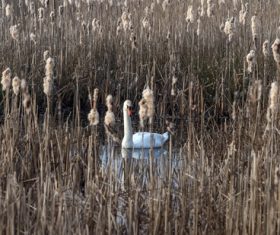 Swans in the reeds Stock Photo