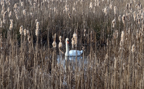 Swans in the reeds Stock Photo