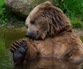 The brown bear play in the water Stock Photo