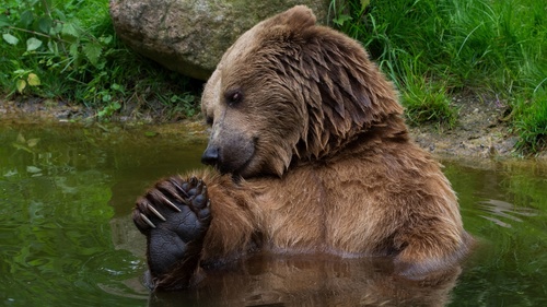 The brown bear play in the water Stock Photo