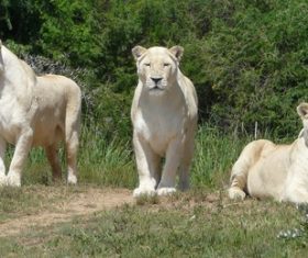 Three white lioness Stock Photo