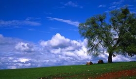 Trees sky field clouds nature landscape Stock Photo