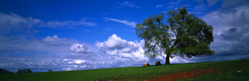 Trees sky field clouds nature landscape Stock Photo