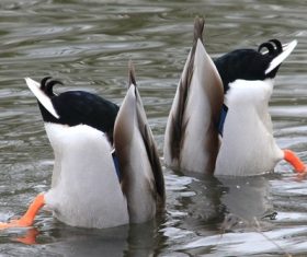 Two ducks playing in the water Stock Photo
