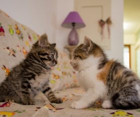 Two kittens gaze at each other Stock Photo